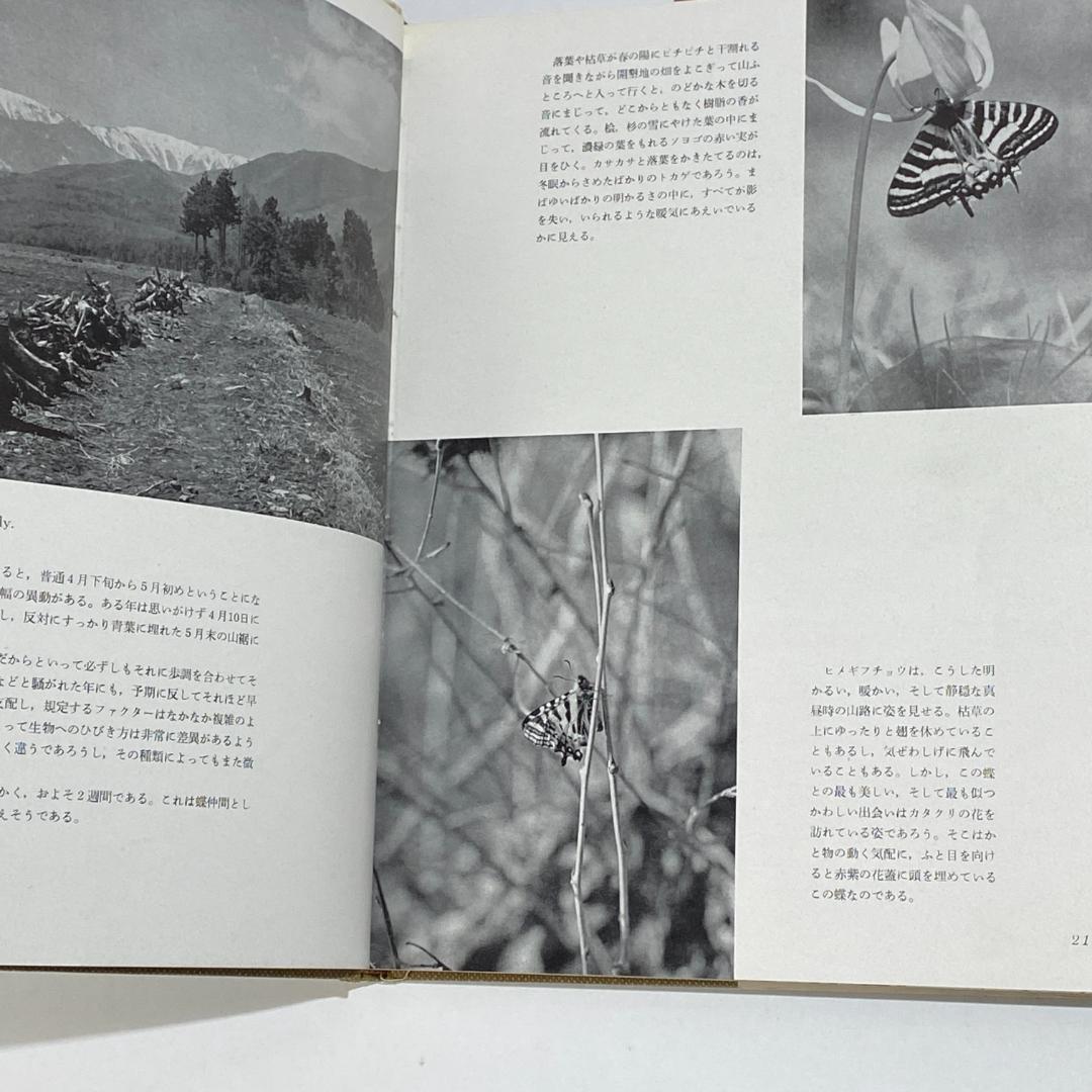 生態写真 ヒメギフチョウ 田淵行男