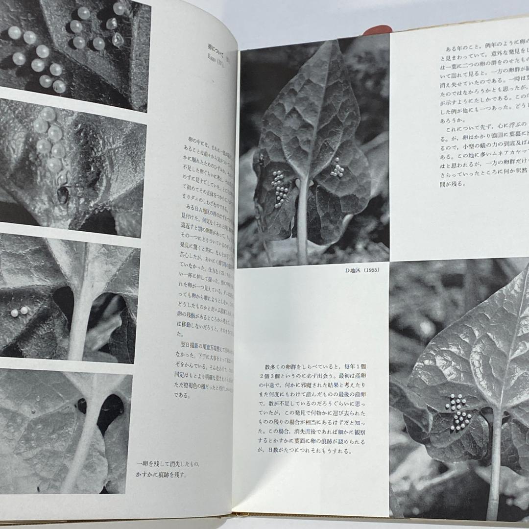 生態写真 ヒメギフチョウ 田淵行男
