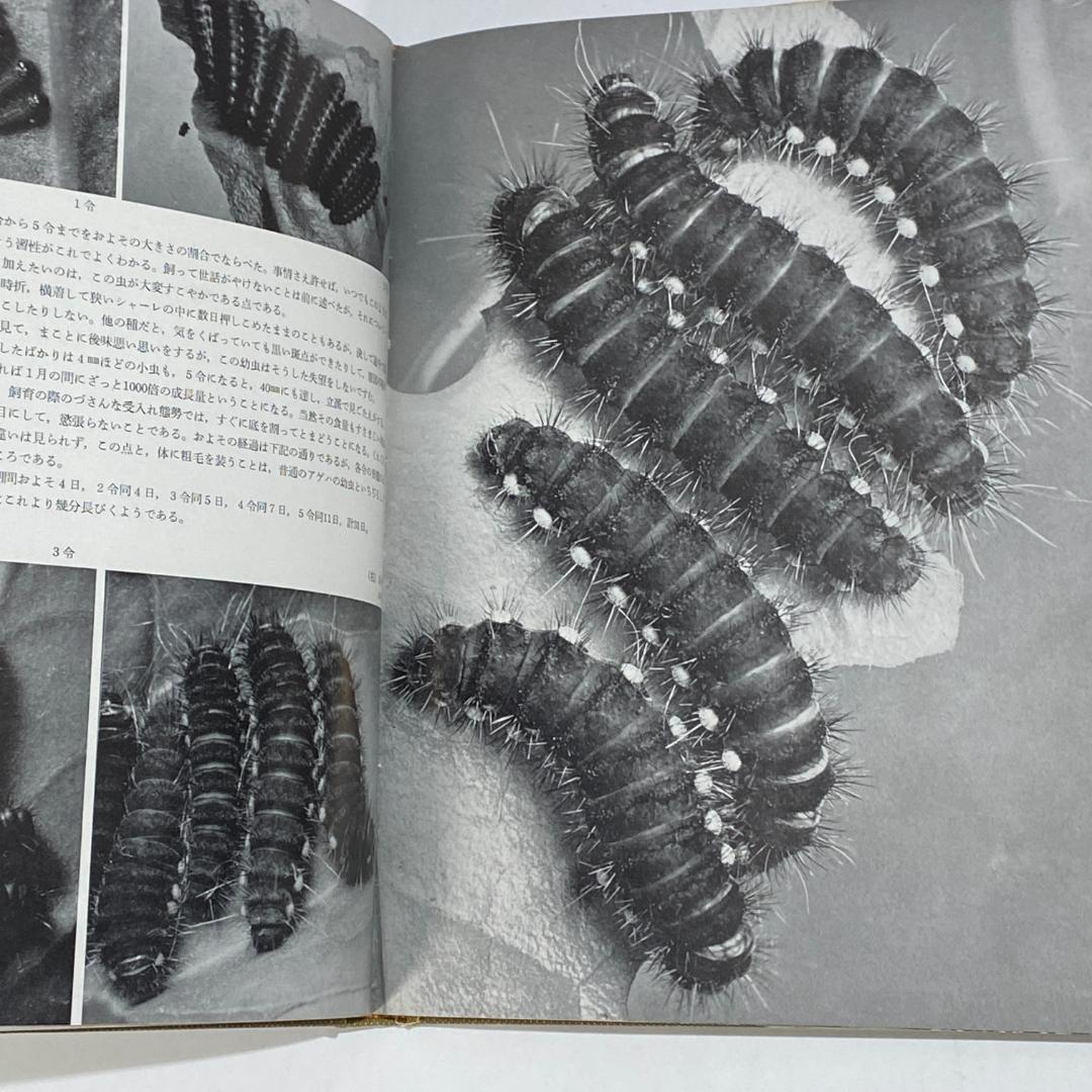 生態写真 ヒメギフチョウ 田淵行男