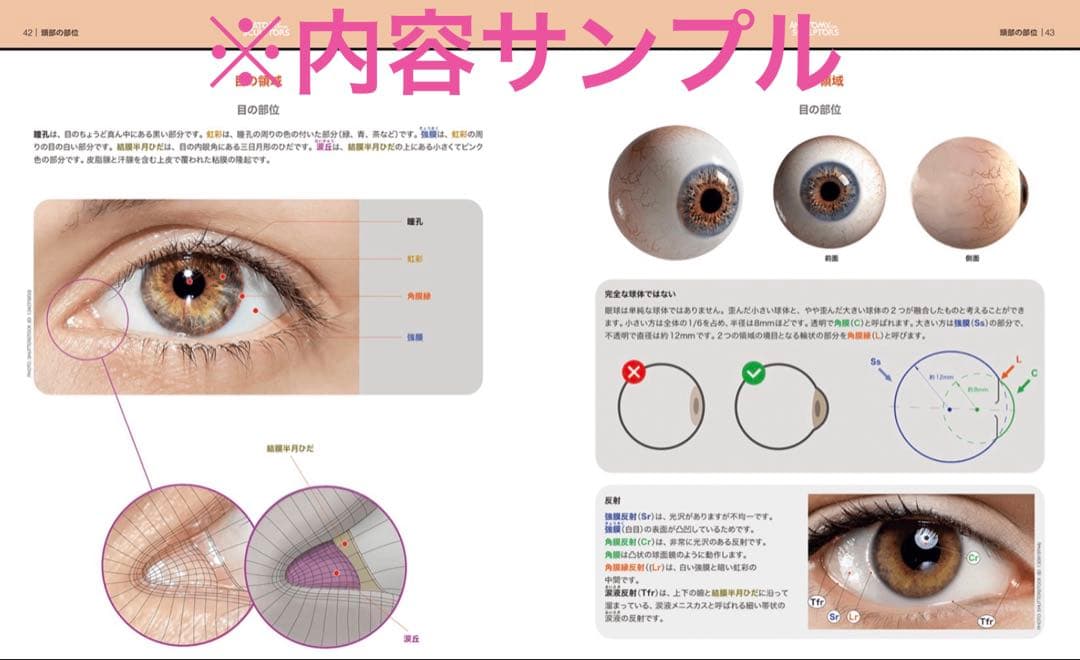 【新品】　スカルプターのための美術解剖学 3 頭頸部編