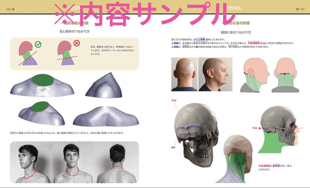 【新品】　スカルプターのための美術解剖学 3 頭頸部編