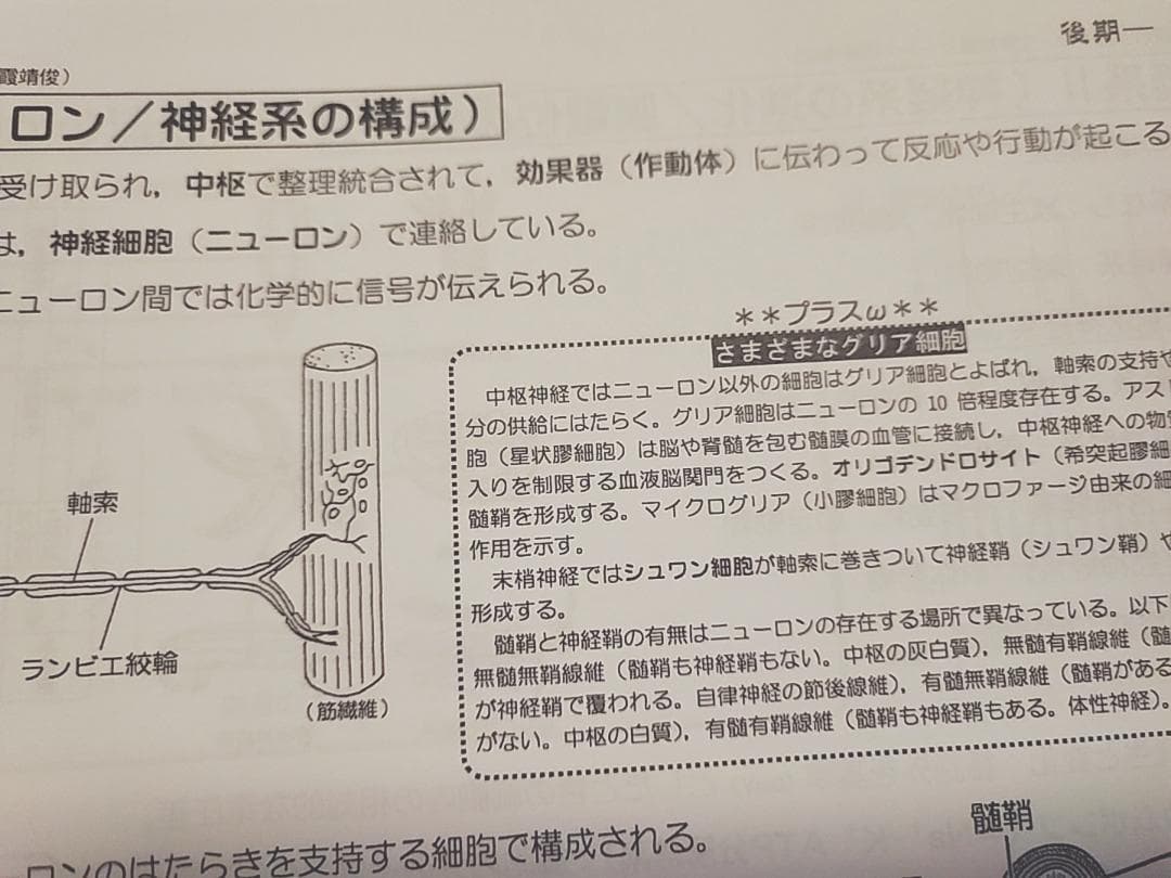 駿台の最新版の朝霞先生による生物講義シート前後期　市谷　鉄緑会　河合塾