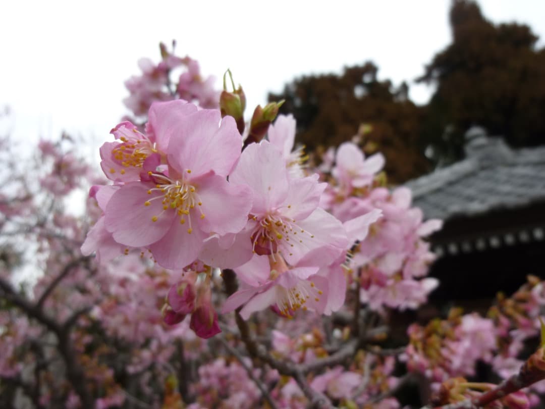 実写⭕️【動作確認済】Panasonic LUMIX DMC-ZX1