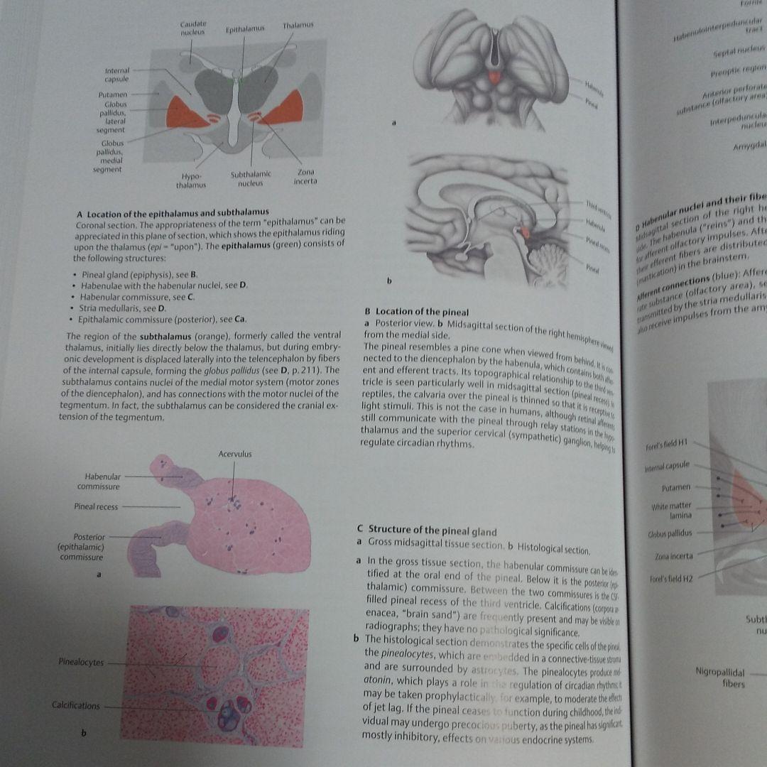 健康・医学 THIEME-Atlas-of-Anatomy