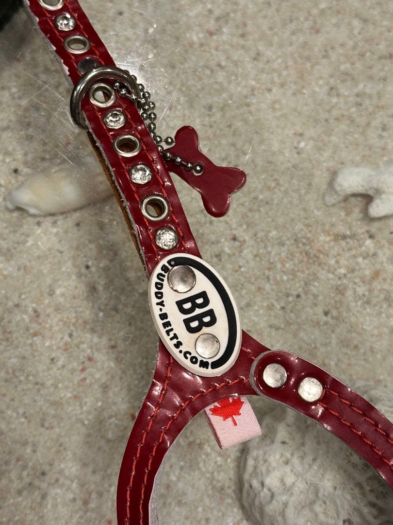 BB バディーベルトサイズ2、5 レッド