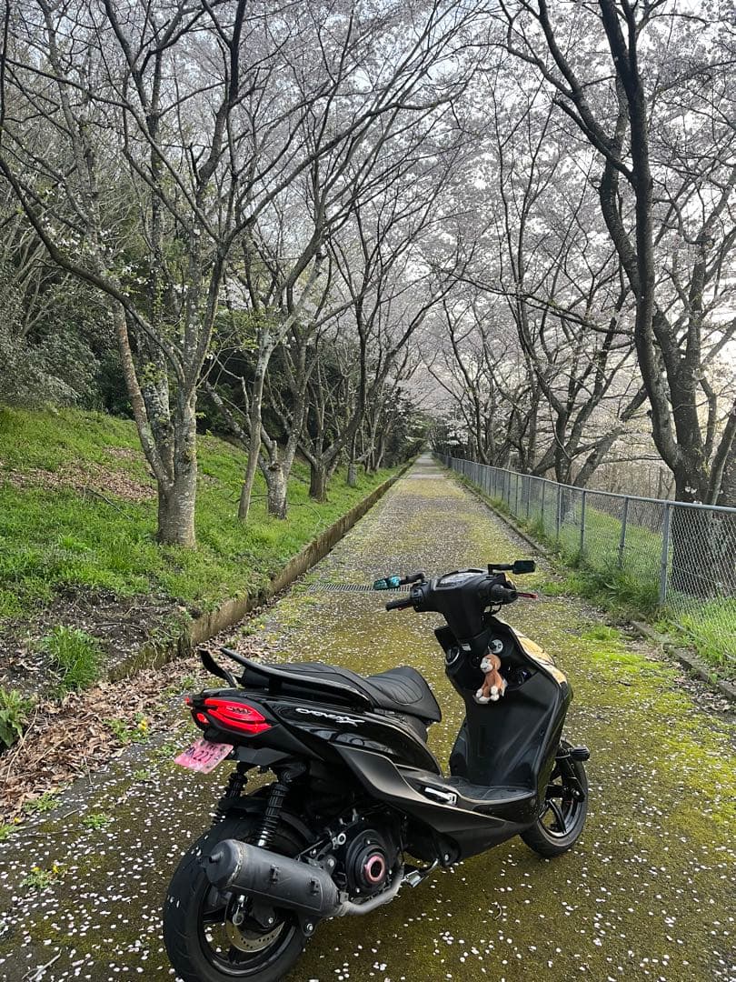 シグナス5型　DCRシート