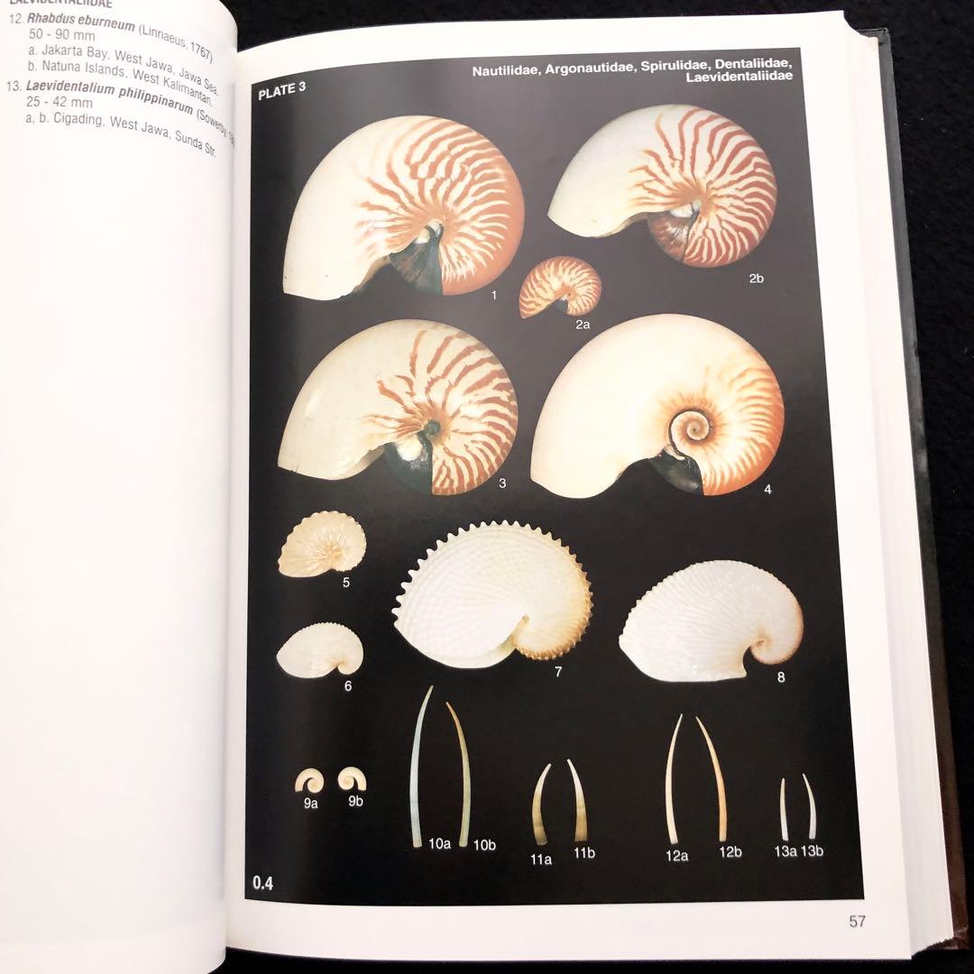 インドネシアの貝類と化石 図鑑「Indonesian Shells」