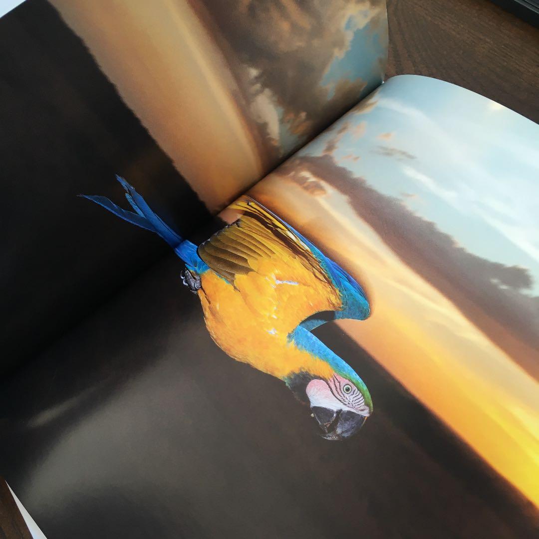 birds of brazil ブラジル 野鳥 写真集