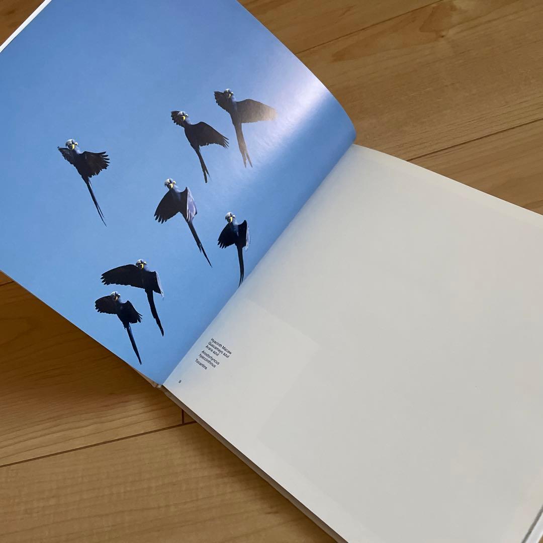 birds of brazil ブラジル 野鳥 写真集