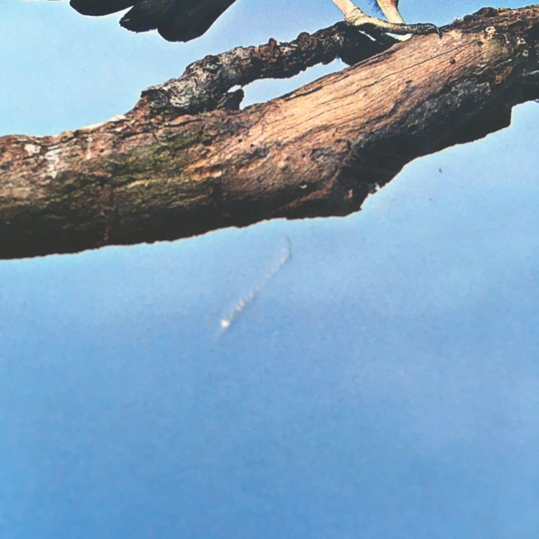 birds of brazil ブラジル 野鳥 写真集