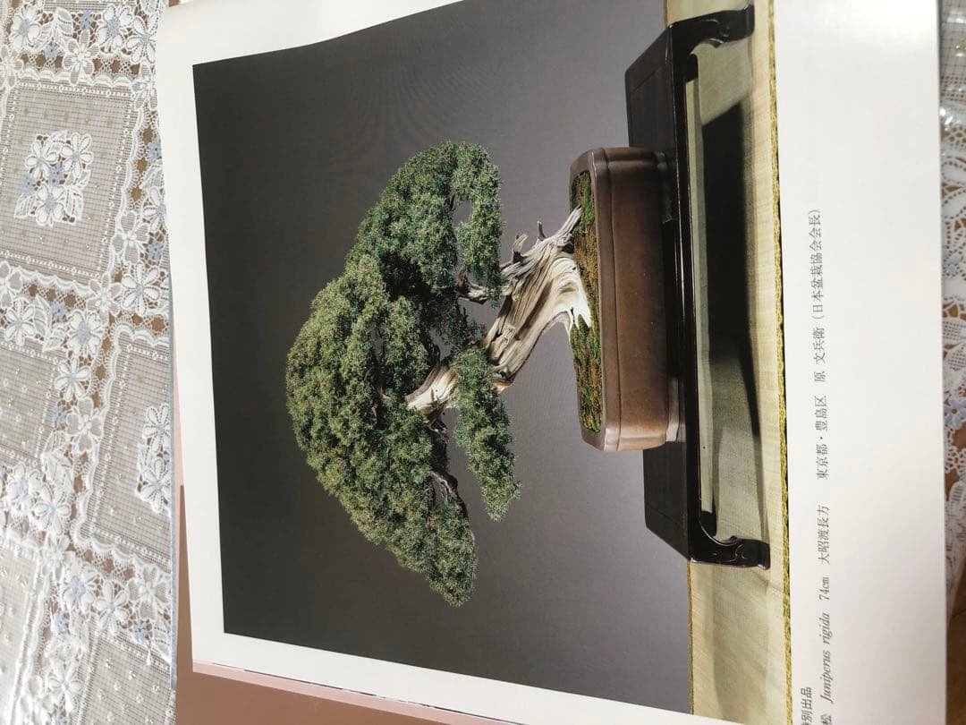 【希少品・レア】国風盆栽展 書籍セット 第69回〜第74回