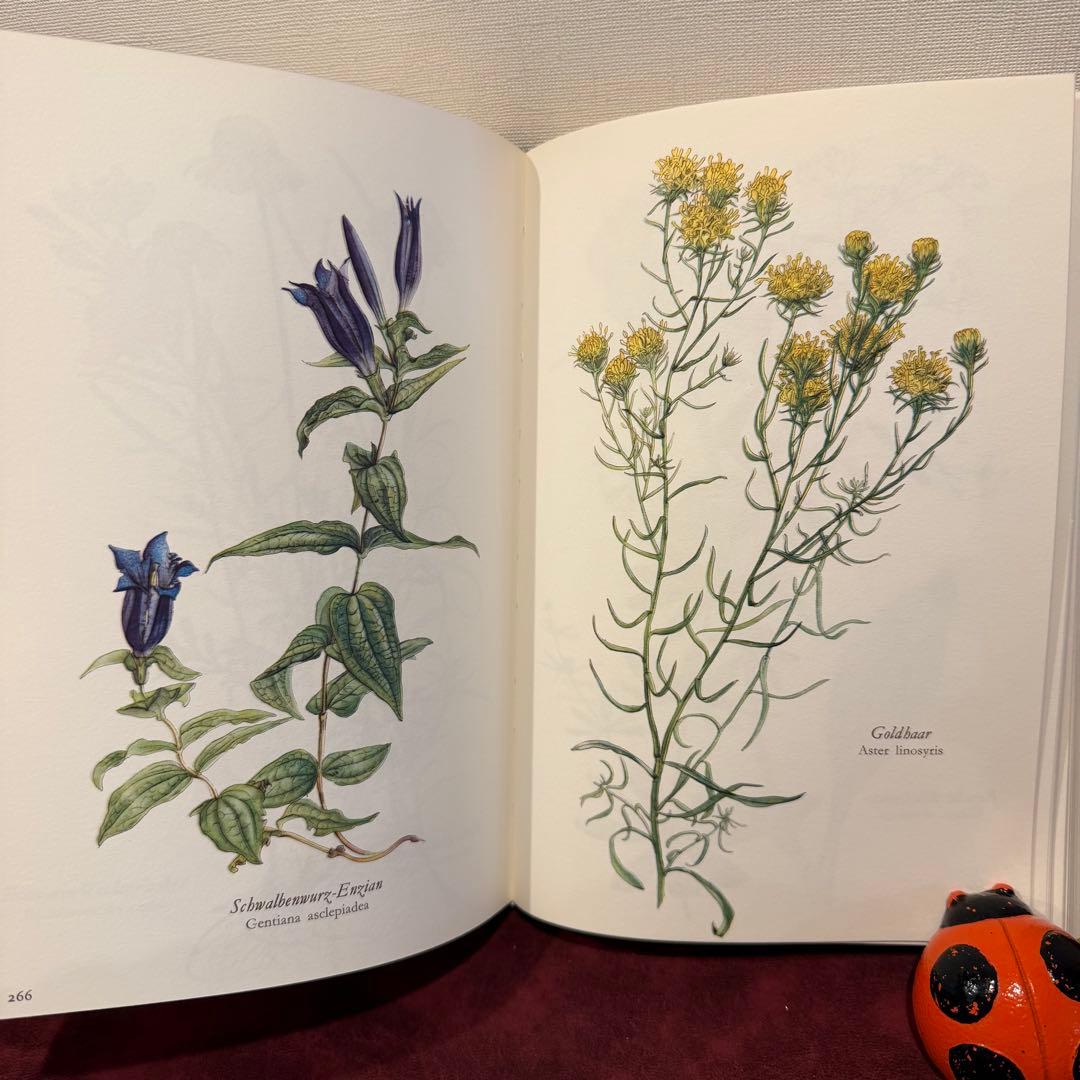 314③1980年ドイツElsa Flesko植物図鑑植物画　ジャンクジャーナル