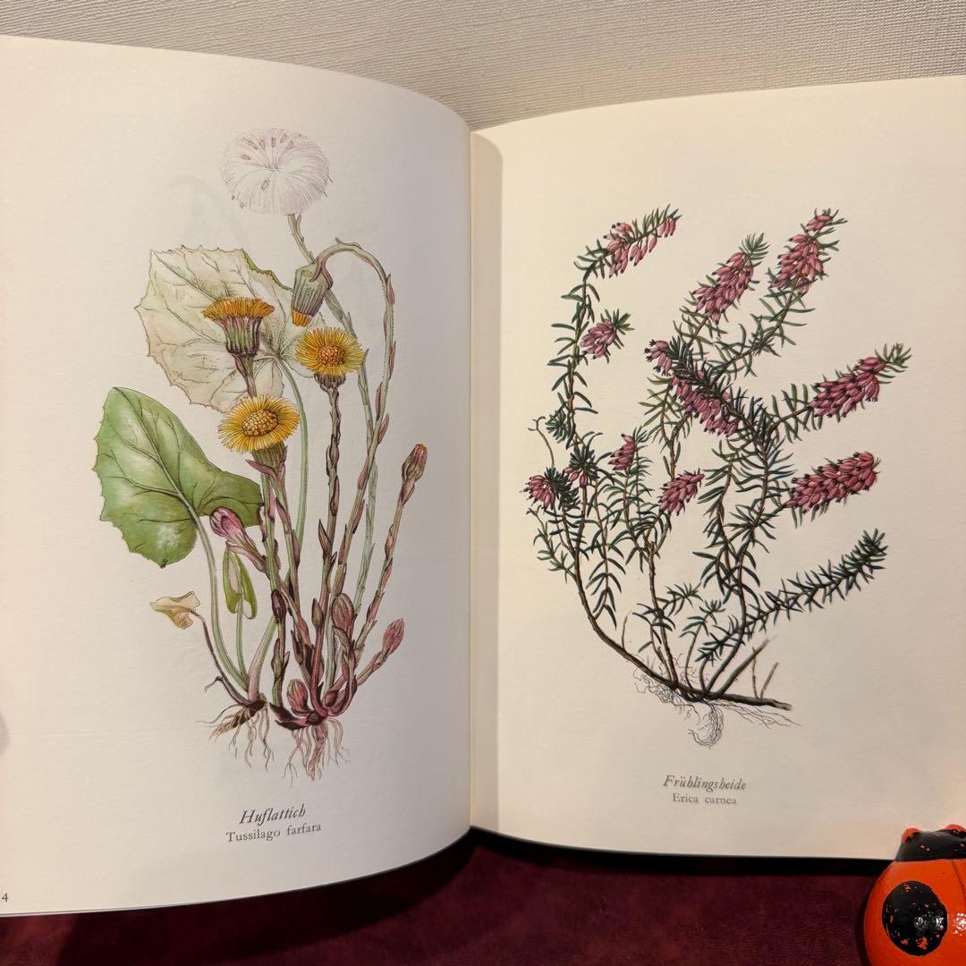 314③1980年ドイツElsa Flesko植物図鑑植物画　ジャンクジャーナル