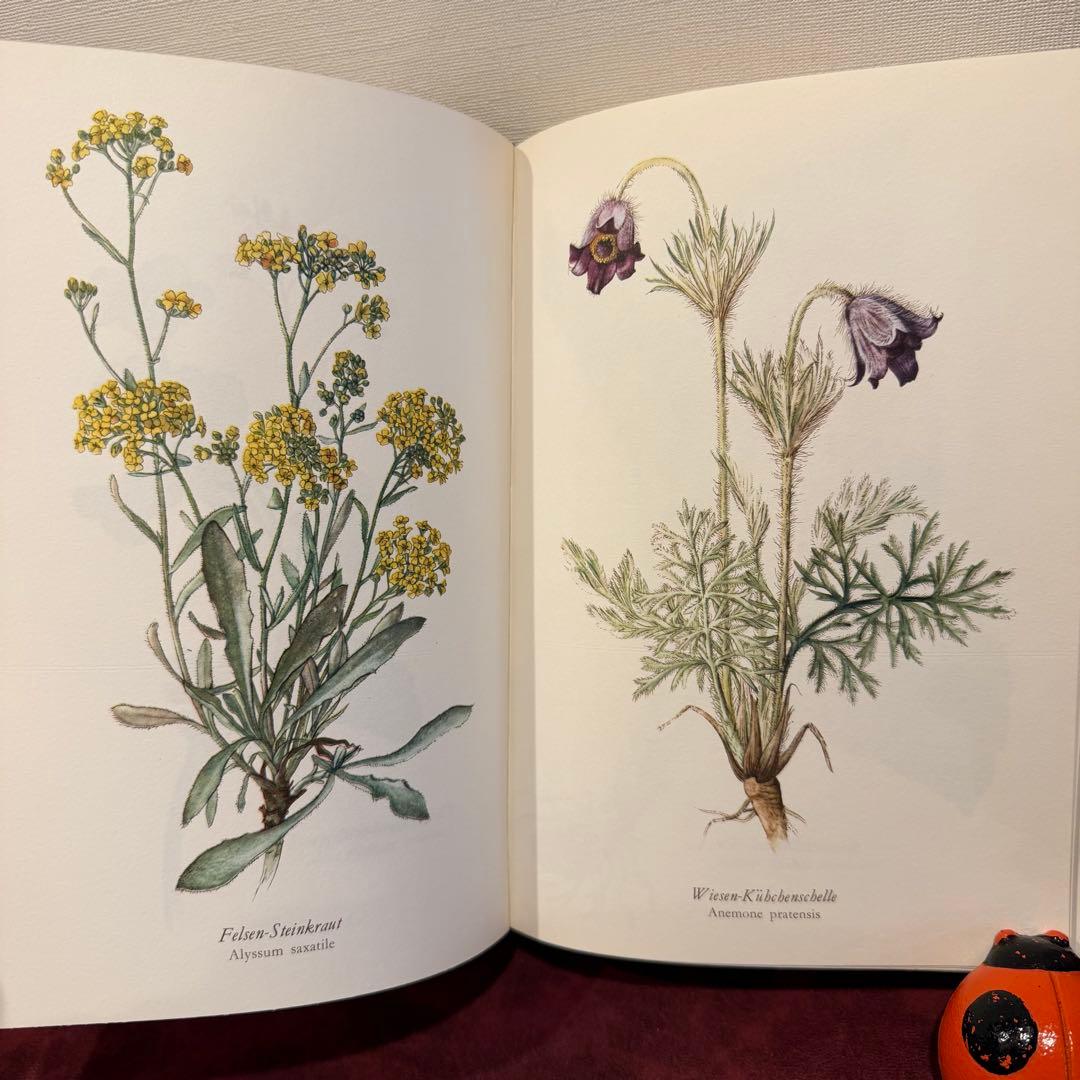314③1980年ドイツElsa Flesko植物図鑑植物画　ジャンクジャーナル
