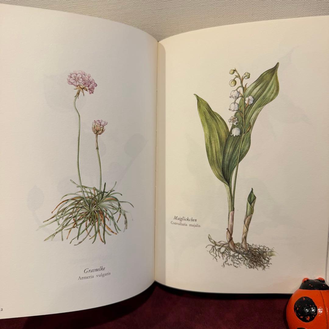314③1980年ドイツElsa Flesko植物図鑑植物画　ジャンクジャーナル