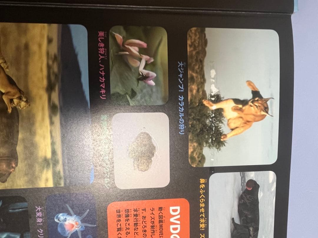 ５冊　MOVE 危険生物、生き物の不思議、動物、昆虫、爬虫類両生類　DVD付き