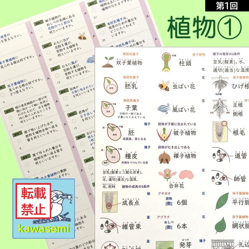 カット済☆最新版【中学受験】理科の基本事項 暗記カード フルセット 早稲アカa