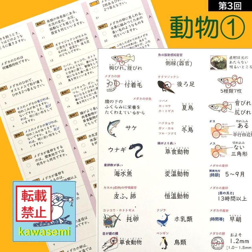 カット済☆最新版【中学受験】理科の基本事項 暗記カード フルセット 早稲アカa