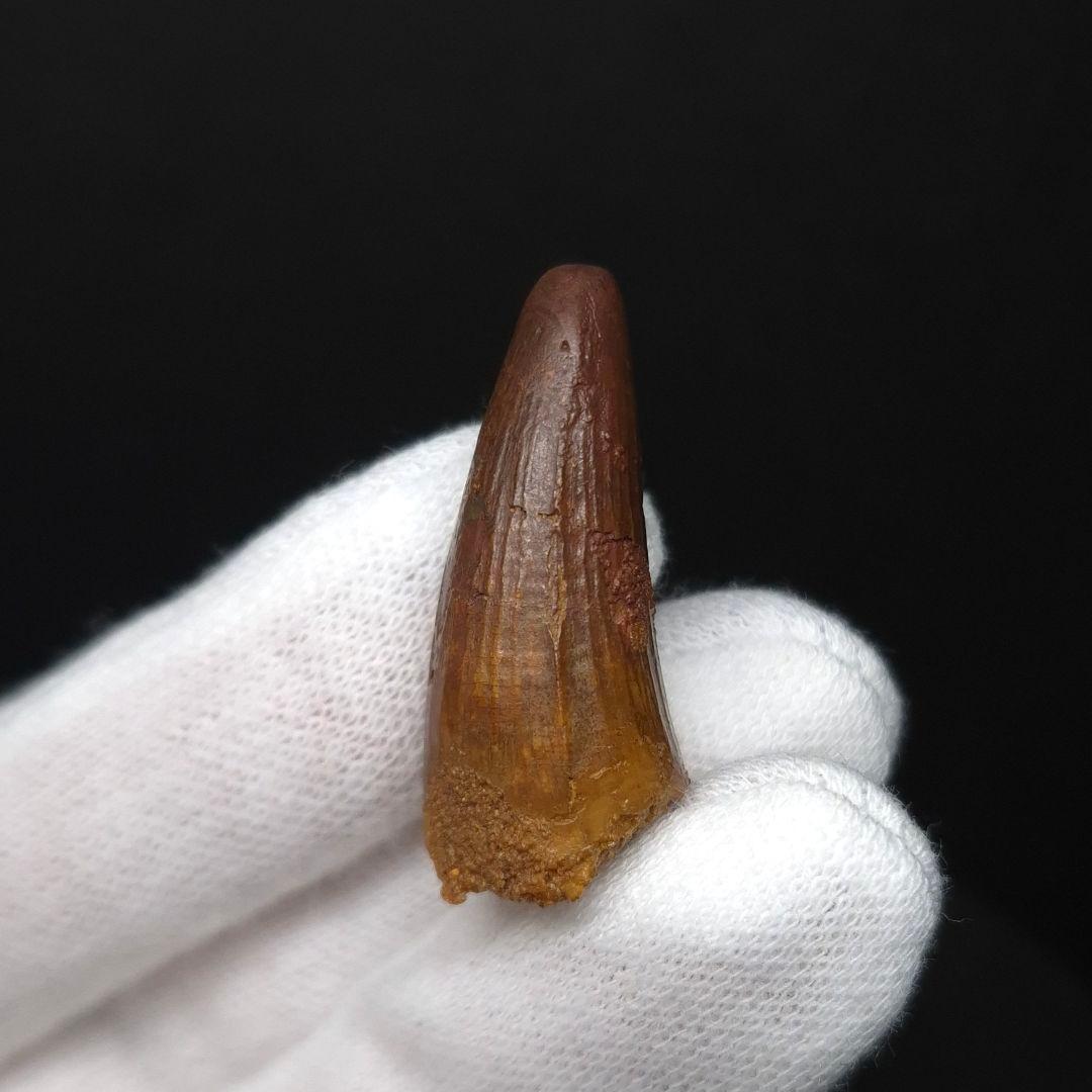 スピノサウルス 本物 モロッコ産 31.20mm sp507