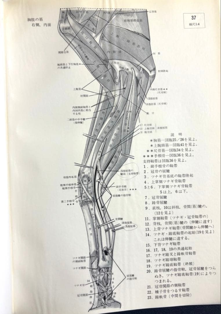 馬の解剖図譜 5冊セット