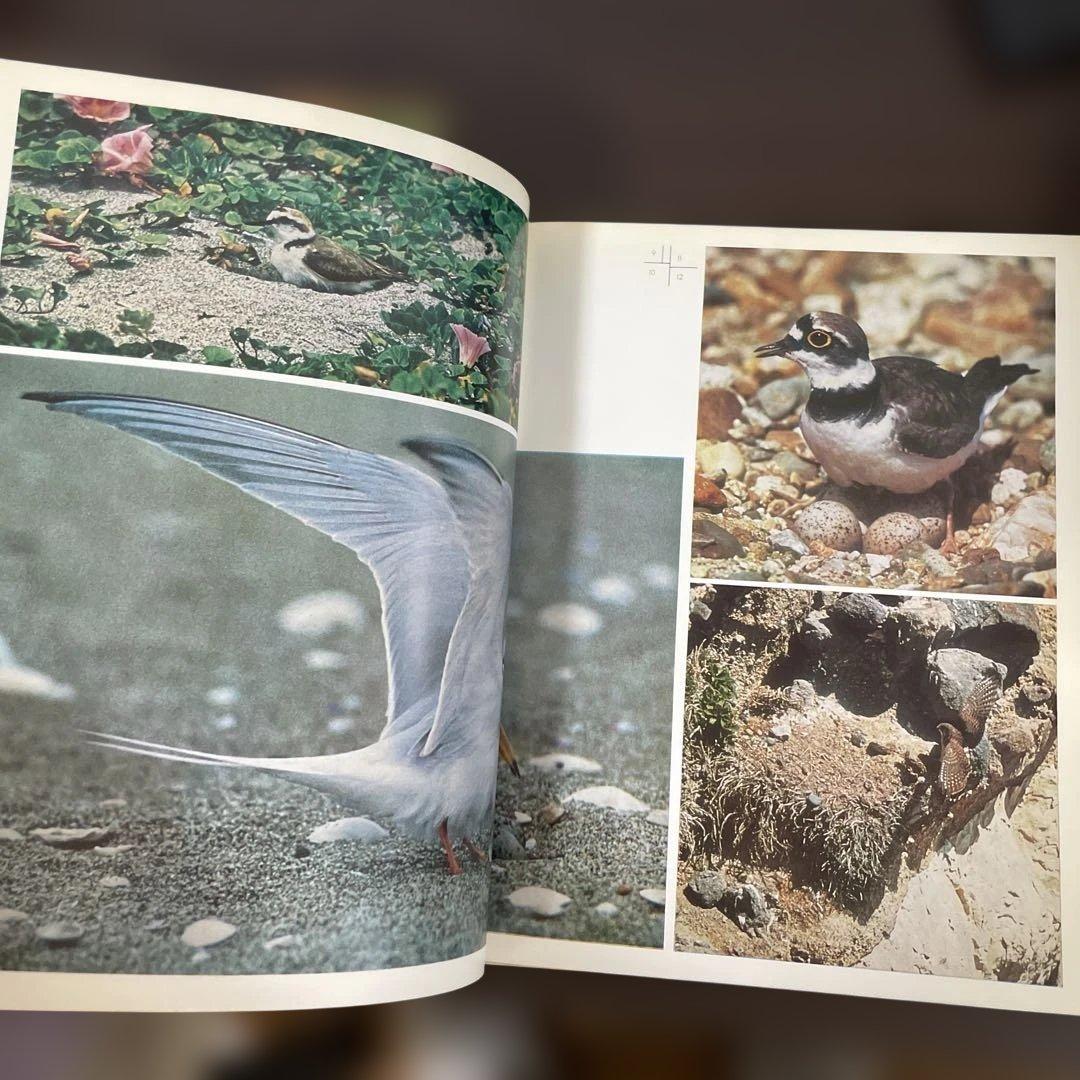日本の野鳥/水野忠次郎