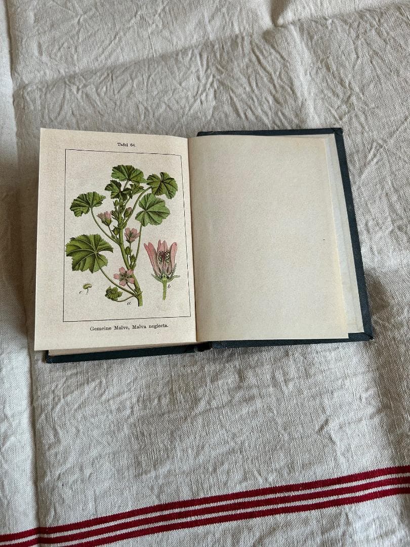 １９０２年　石版印刷　ボタニカル　植物解剖図　ドイツ　植物図鑑　アンティーク