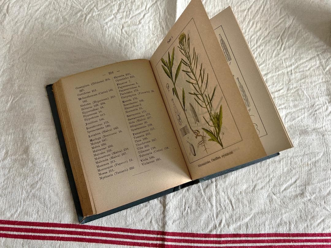 １９０２年　石版印刷　ボタニカル　植物解剖図　ドイツ　植物図鑑　アンティーク