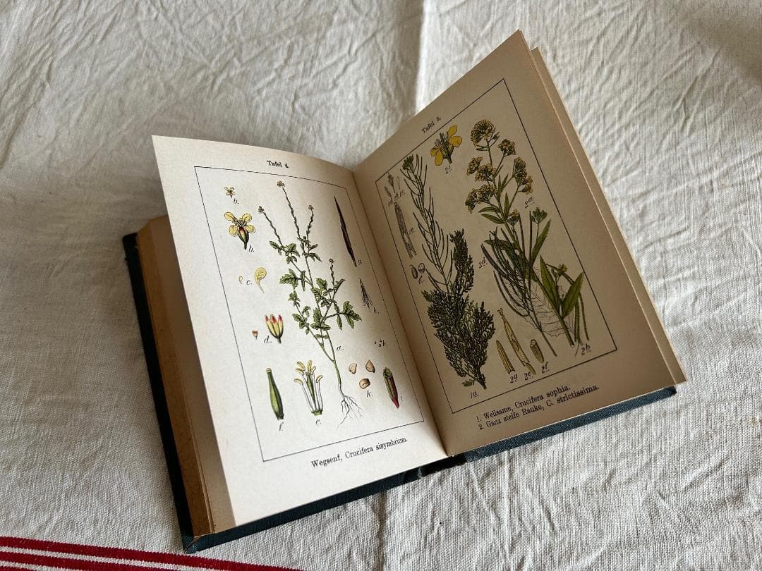 １９０２年　石版印刷　ボタニカル　植物解剖図　ドイツ　植物図鑑　アンティーク