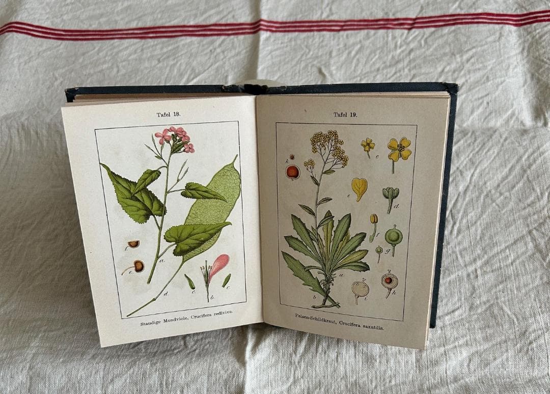 １９０２年　石版印刷　ボタニカル　植物解剖図　ドイツ　植物図鑑　アンティーク