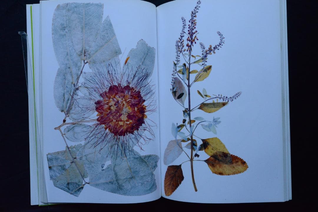 【Flora / Nick Knight】ニック・ナイト ★★未読品・美本