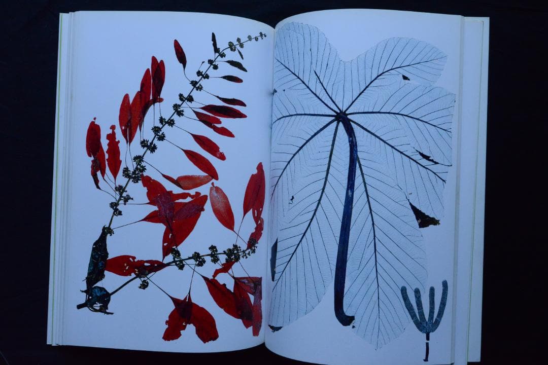 【Flora / Nick Knight】ニック・ナイト ★★未読品・美本