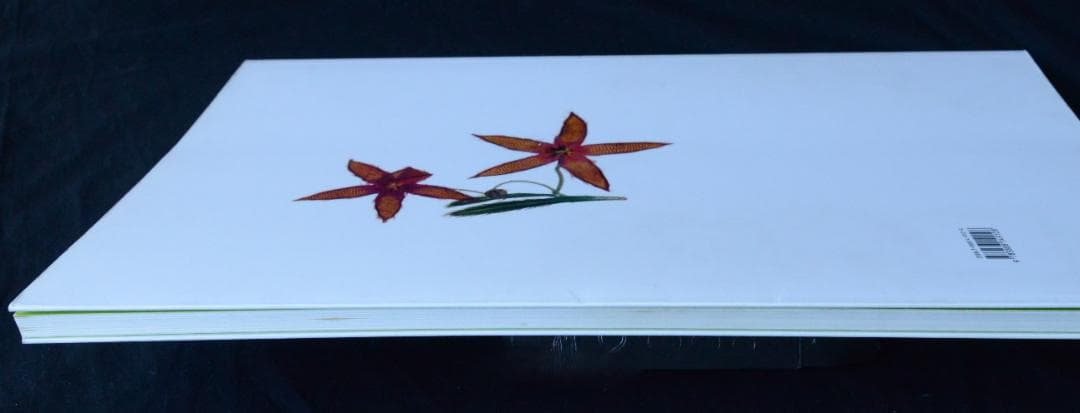 【Flora / Nick Knight】ニック・ナイト ★★未読品・美本
