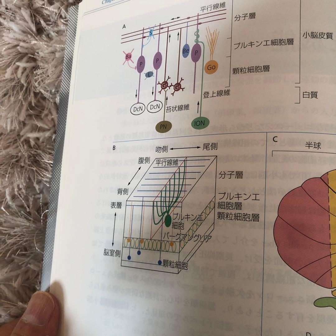 運動失調のみかた,考えかた 小脳と脊髄小脳変性症