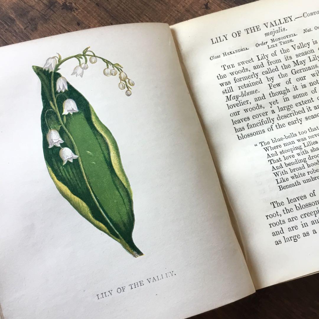 洋書　イギリス　植物図鑑　古い図鑑