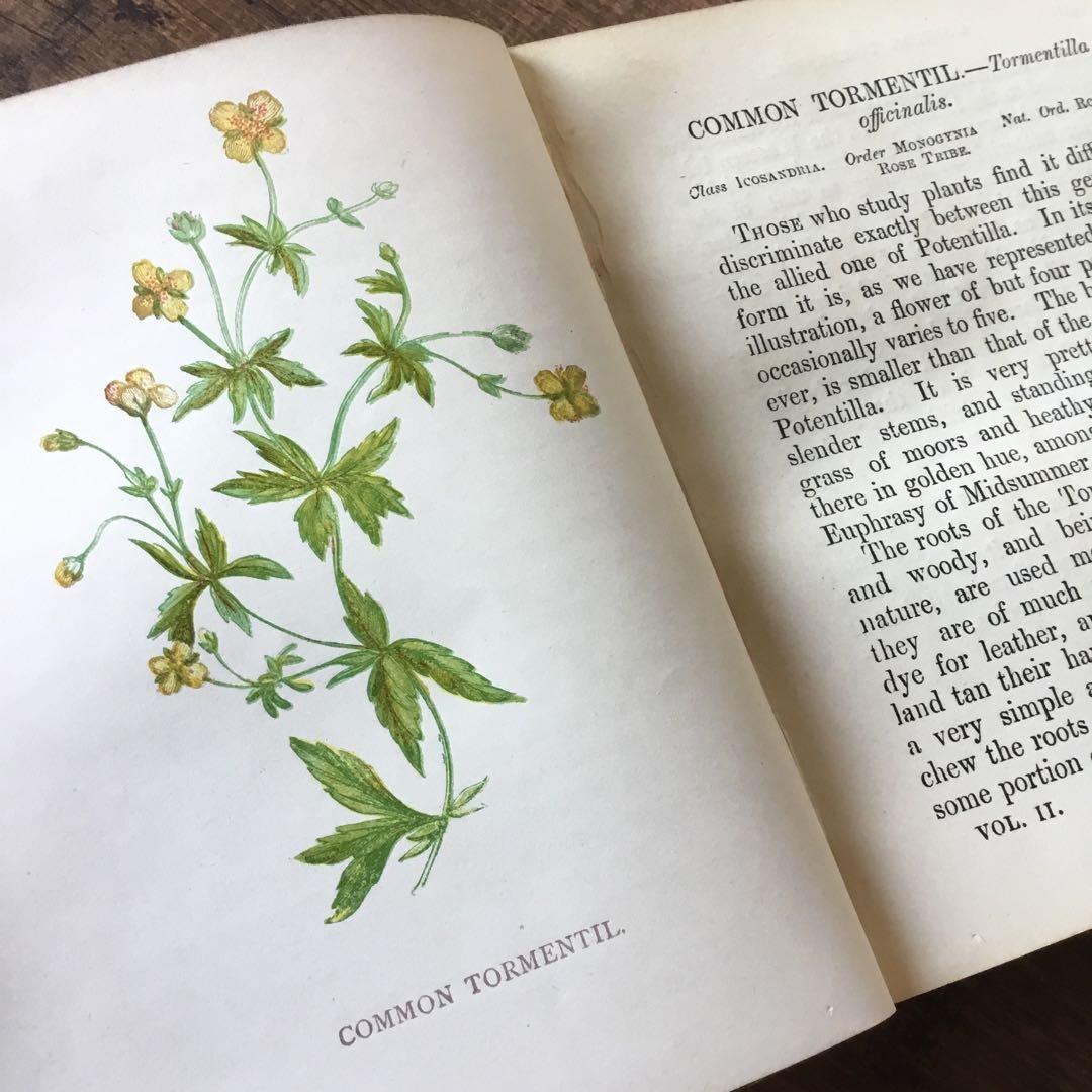 洋書　イギリス　植物図鑑　古い図鑑