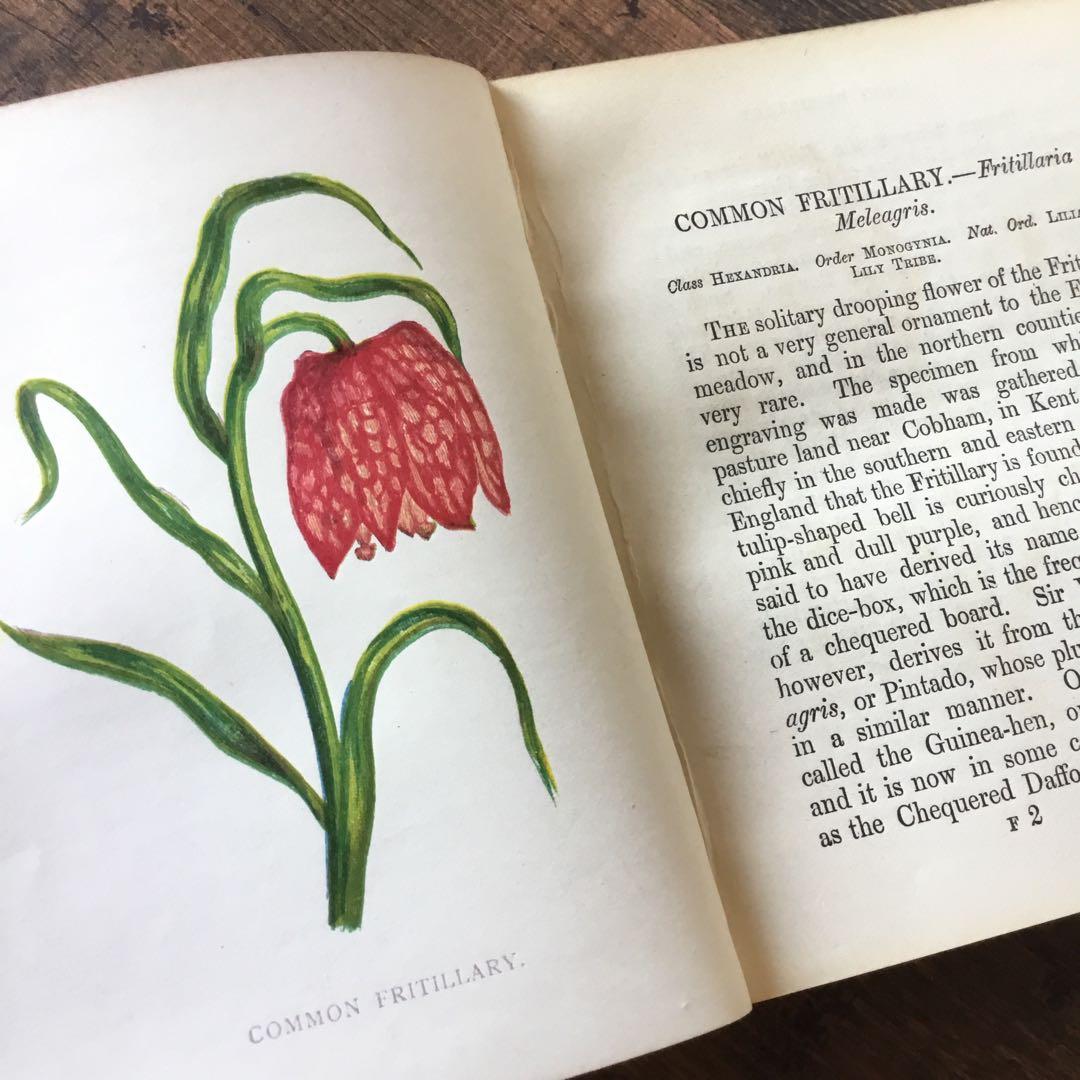 洋書　イギリス　植物図鑑　古い図鑑