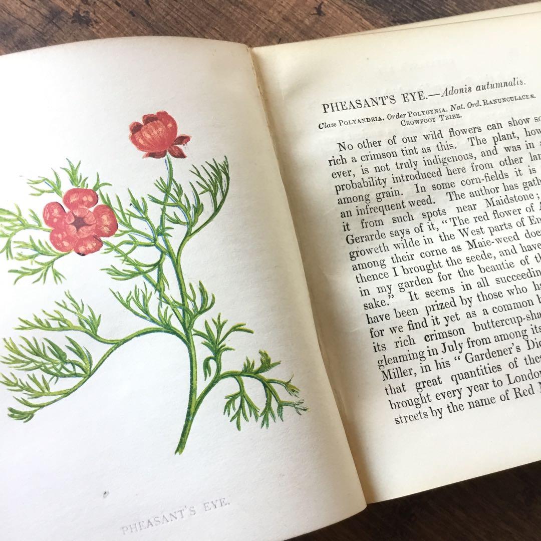 洋書　イギリス　植物図鑑　古い図鑑