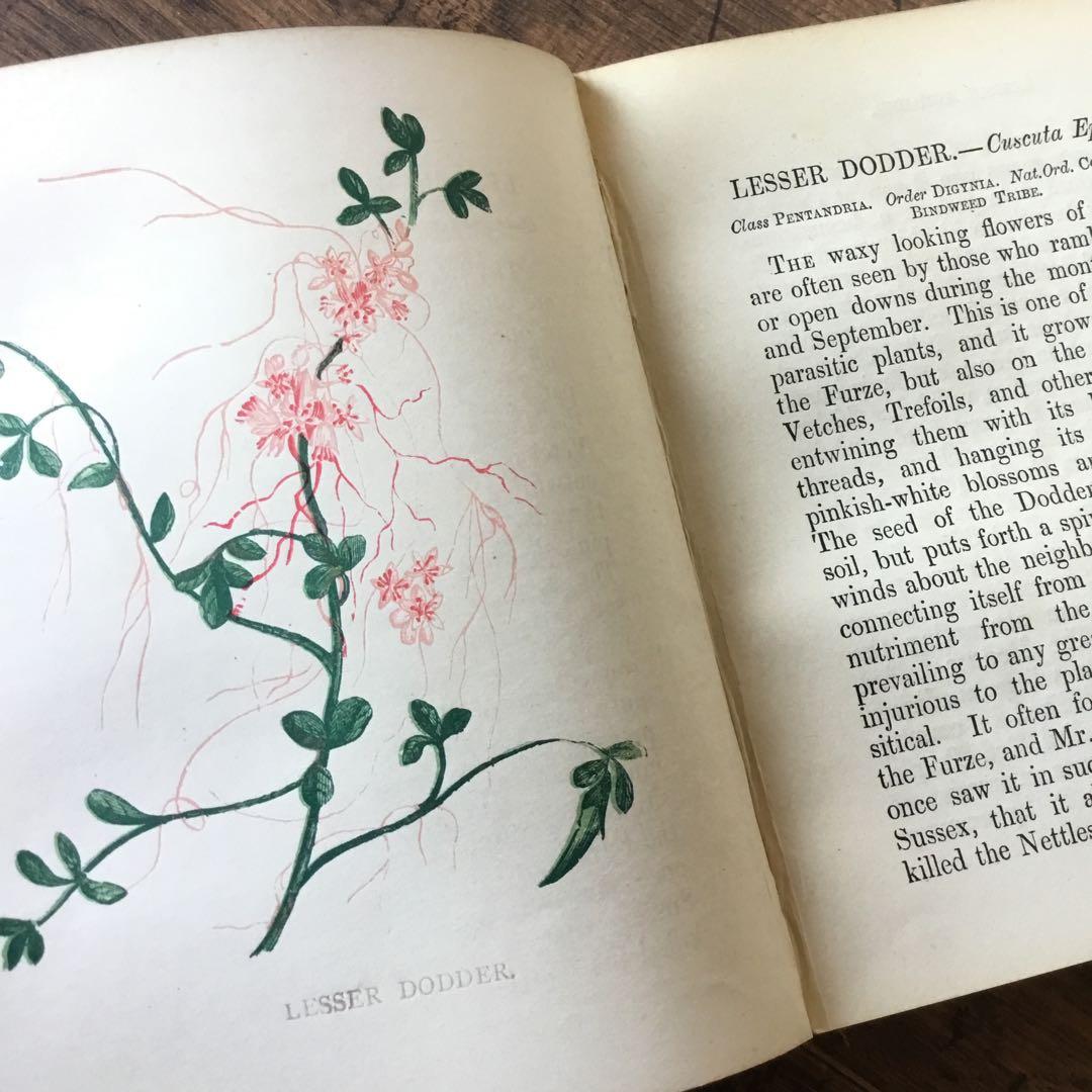洋書　イギリス　植物図鑑　古い図鑑