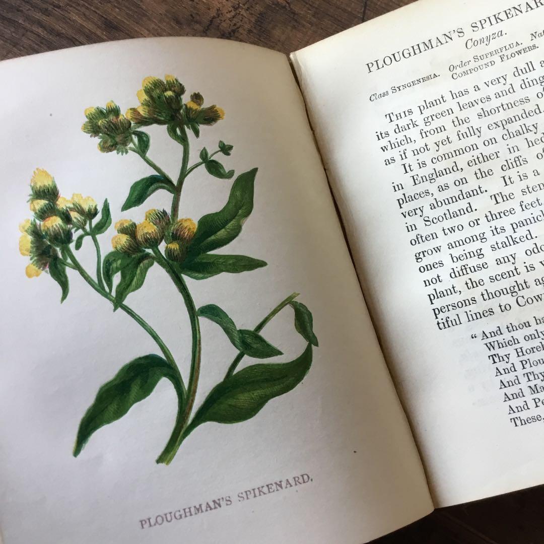 洋書　イギリス　植物図鑑　古い図鑑