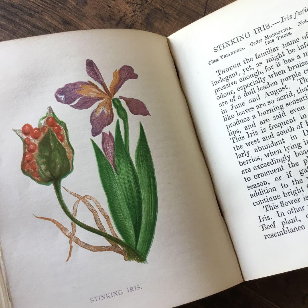 洋書　イギリス　植物図鑑　古い図鑑