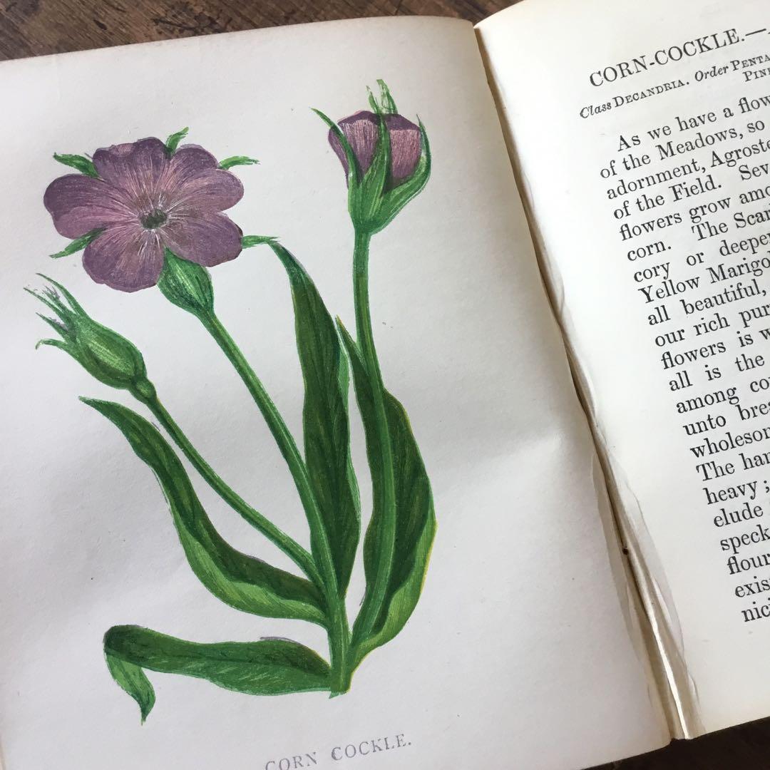 洋書　イギリス　植物図鑑　古い図鑑