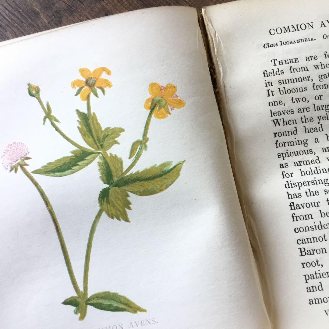 洋書　イギリス　植物図鑑　古い図鑑