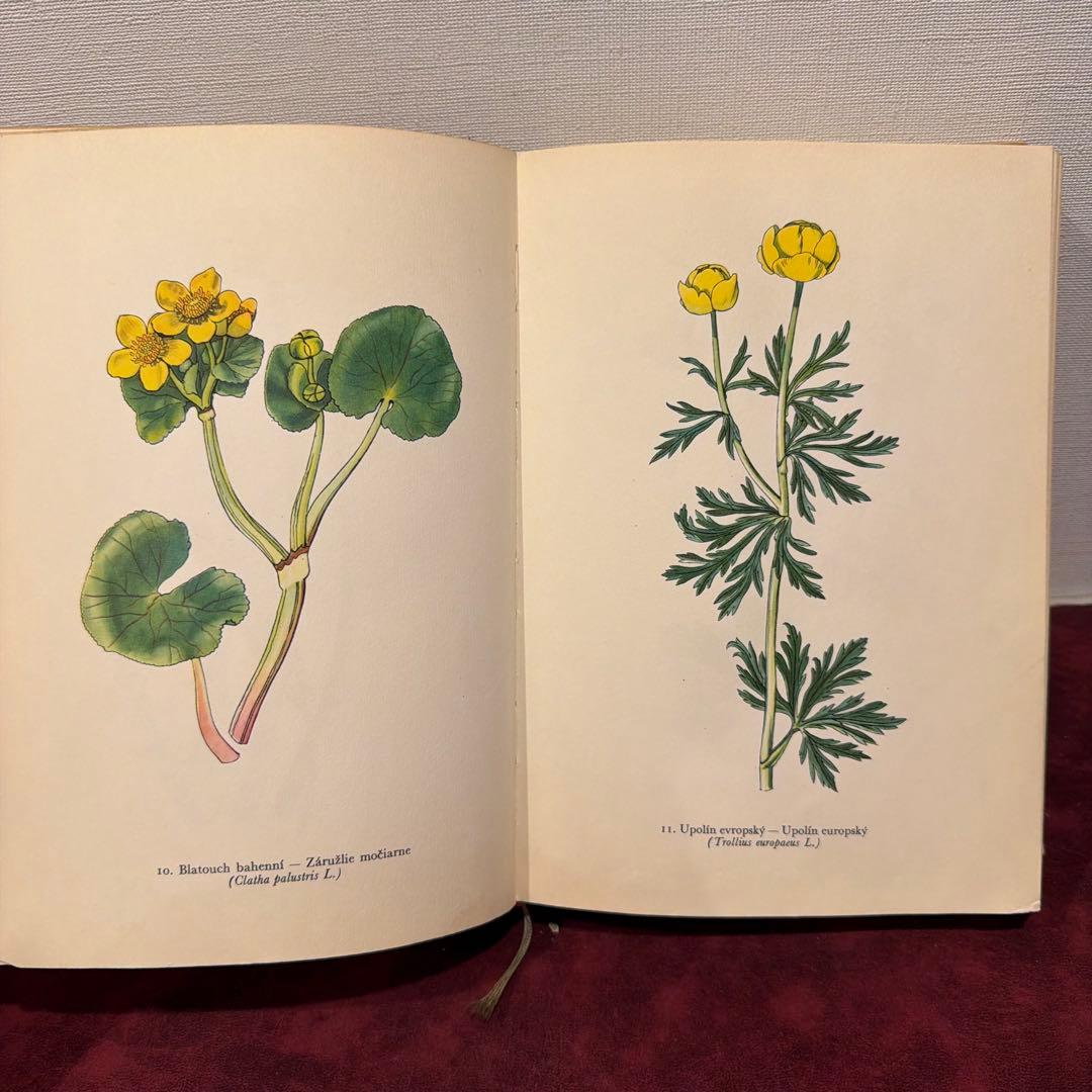 ❤️アイズピリ ❤️訳ありセール46B①1960年チェコ植物画集　洋書