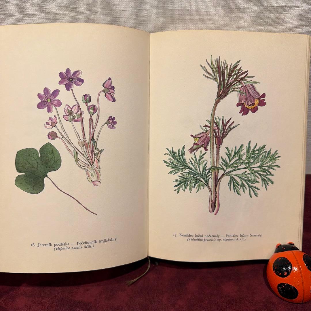 ❤️アイズピリ ❤️訳ありセール46B①1960年チェコ植物画集　洋書