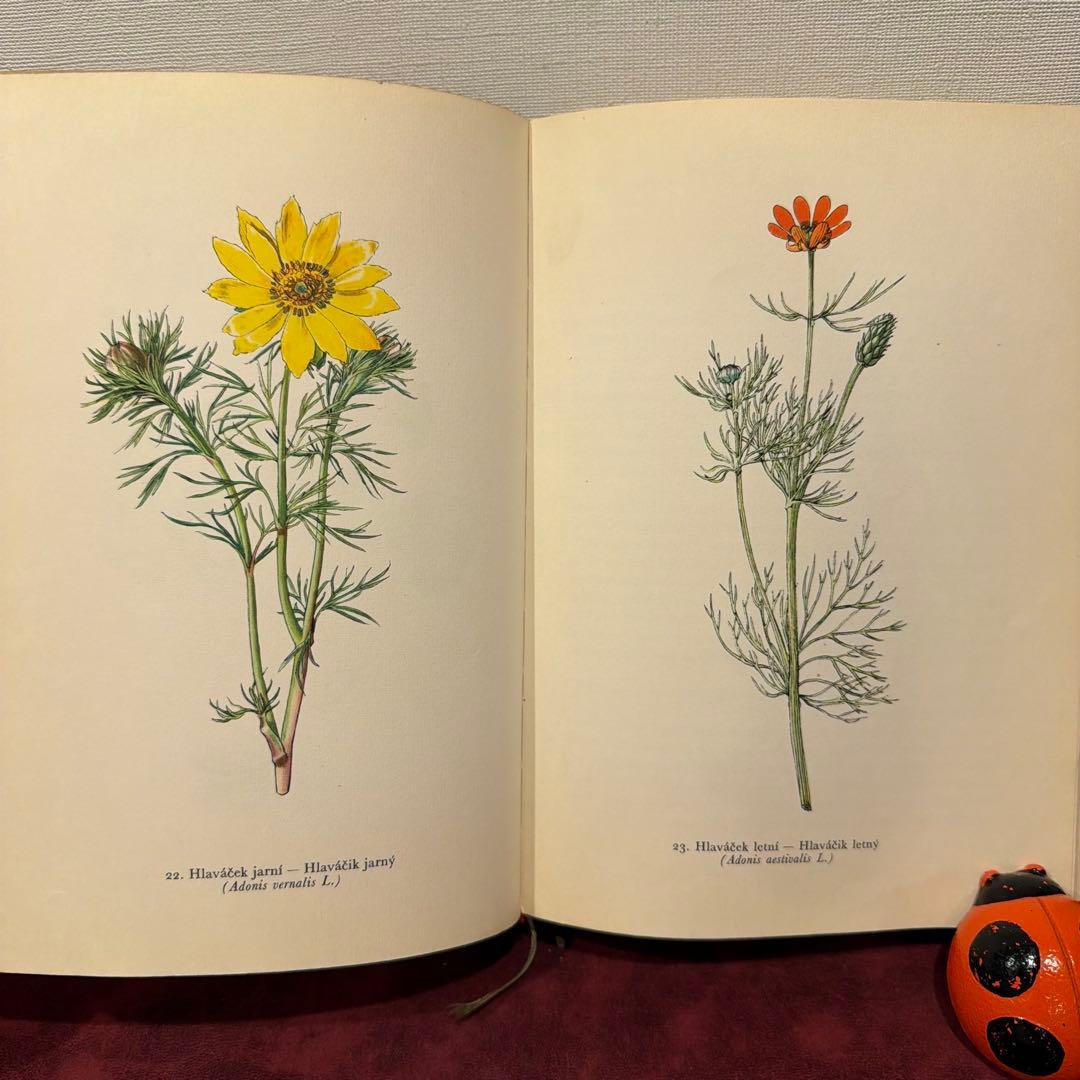 ❤️アイズピリ ❤️訳ありセール46B①1960年チェコ植物画集　洋書