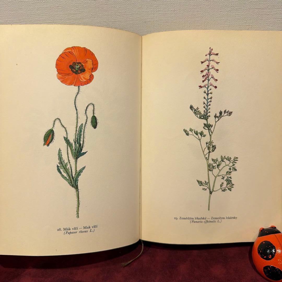 ❤️アイズピリ ❤️訳ありセール46B①1960年チェコ植物画集　洋書