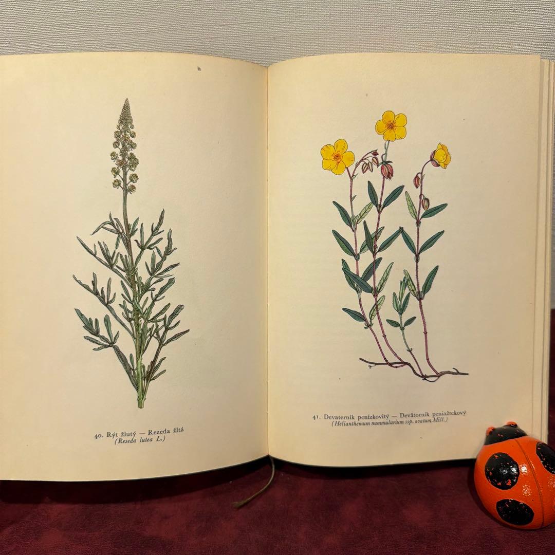 ❤️アイズピリ ❤️訳ありセール46B①1960年チェコ植物画集　洋書