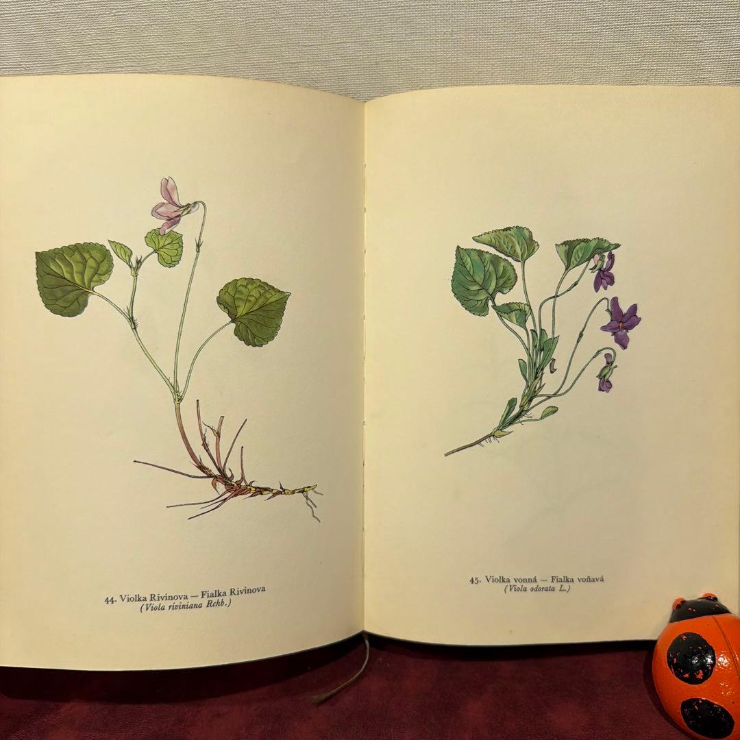 ❤️アイズピリ ❤️訳ありセール46B①1960年チェコ植物画集　洋書