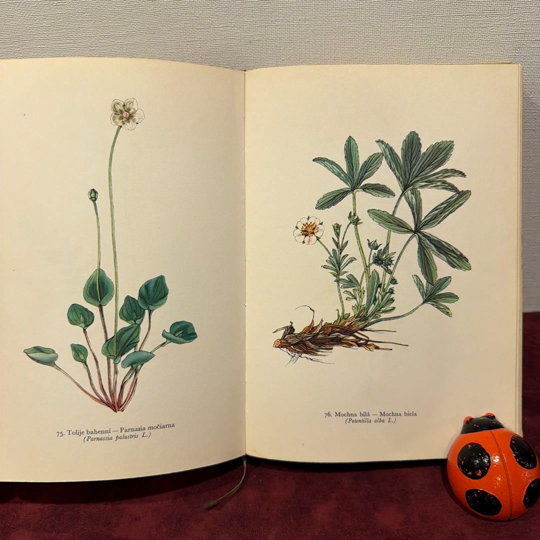 ❤️アイズピリ ❤️訳ありセール46B①1960年チェコ植物画集　洋書