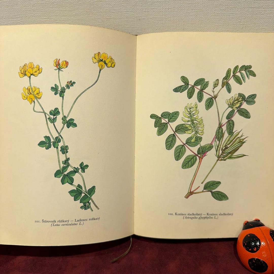❤️アイズピリ ❤️訳ありセール46B①1960年チェコ植物画集　洋書